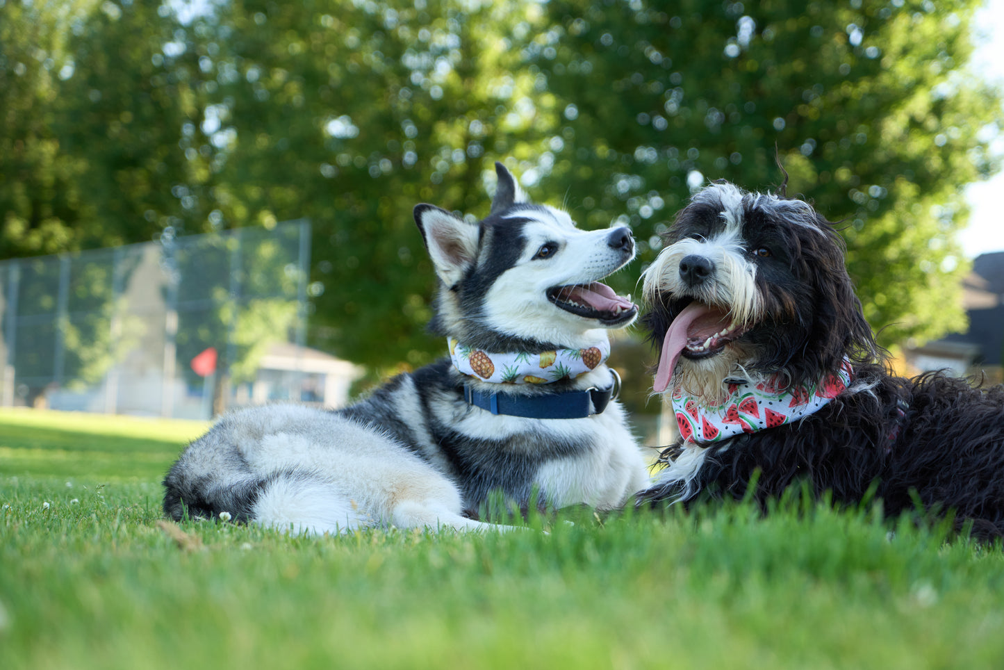 Dog Cooling Scarf