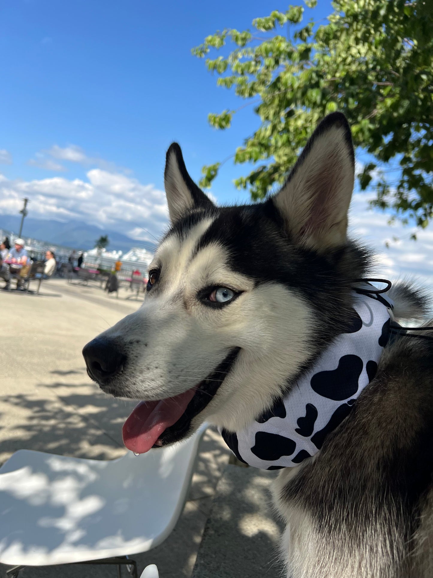 Dog Cooling Scarf