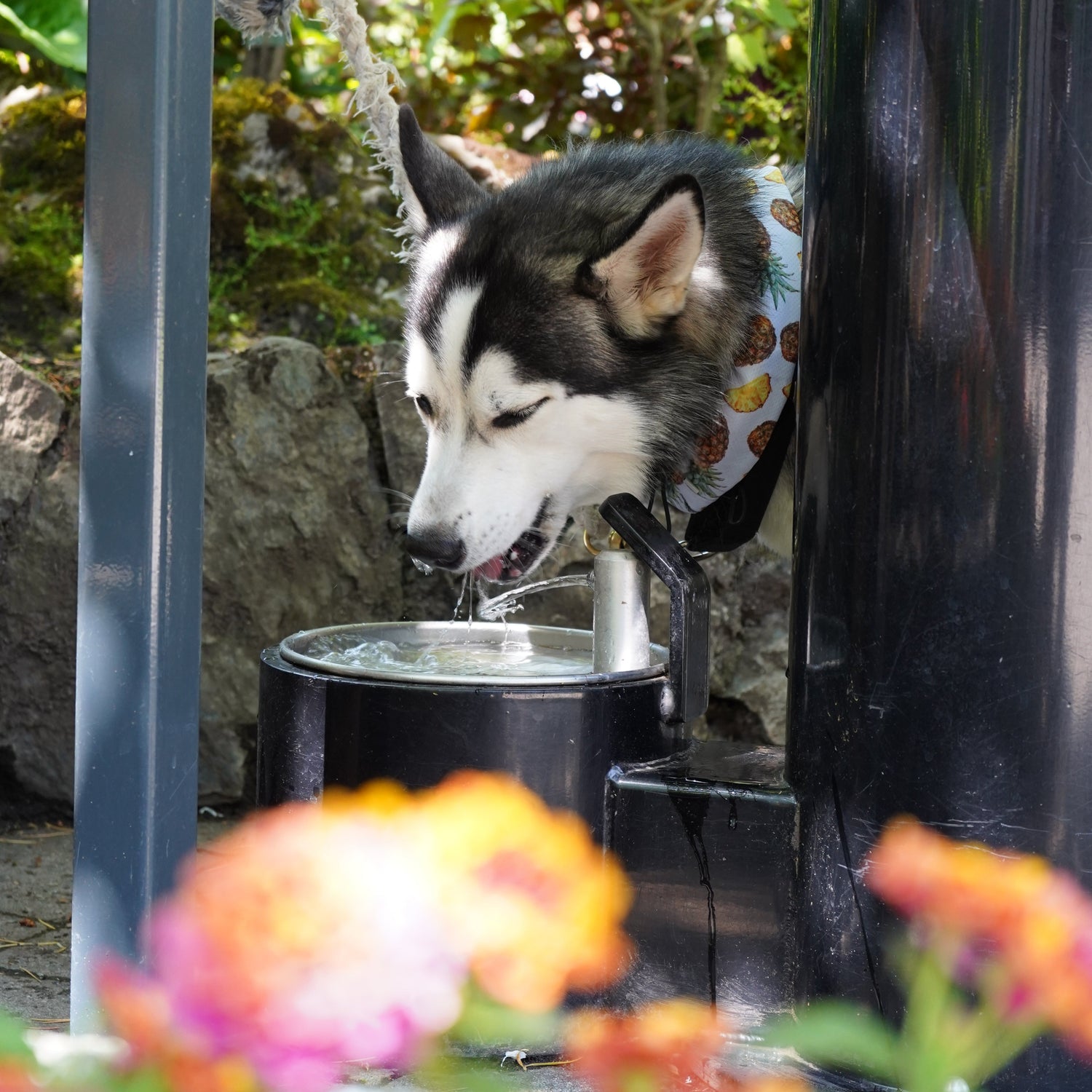 Dog drinking water with flowers and greenery in the foreground