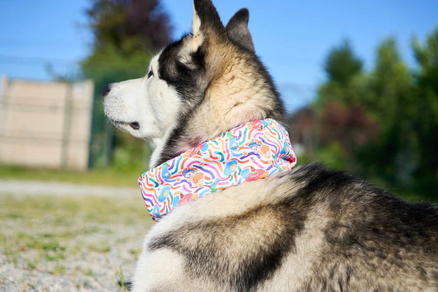 Dog Cooling Scarf
