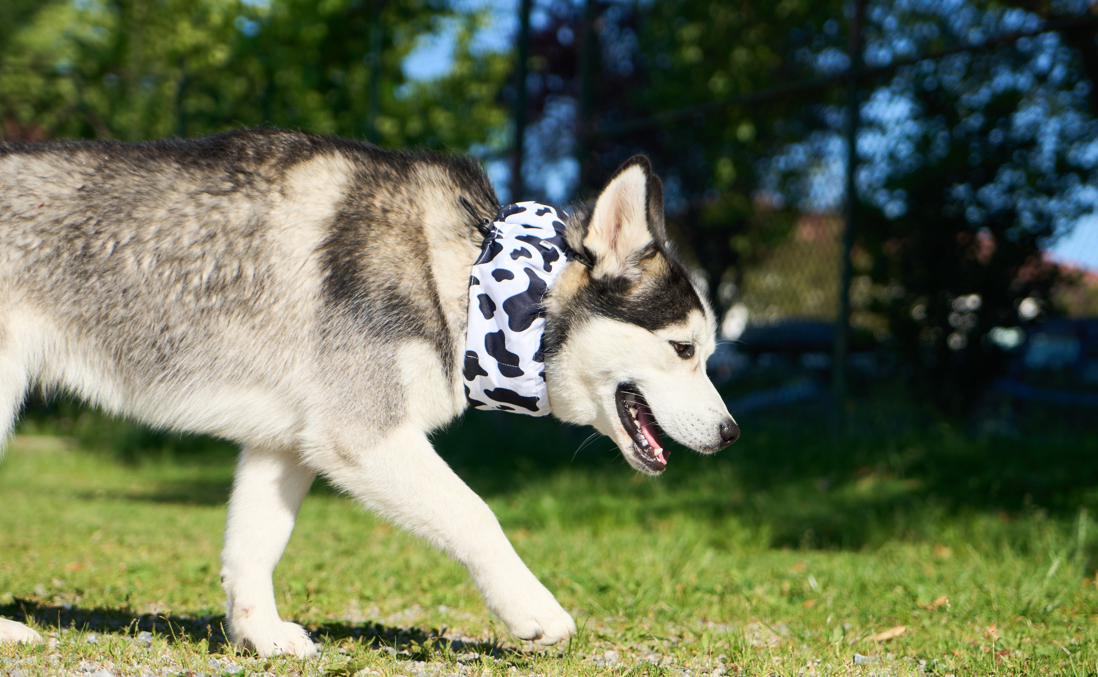 a husky wearing cooling scurf in hot suumer walking in the grass field