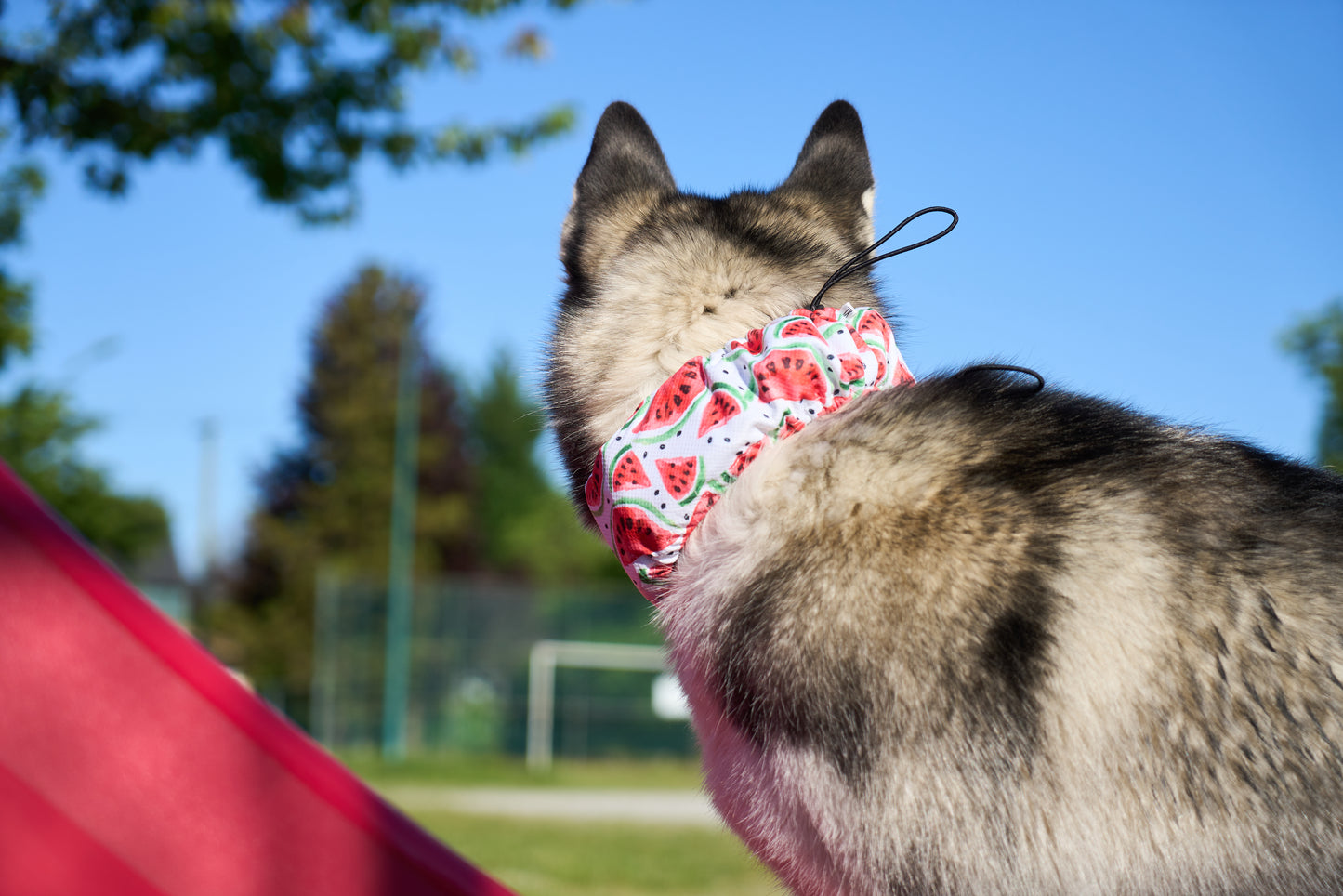Dog Cooling Scarf